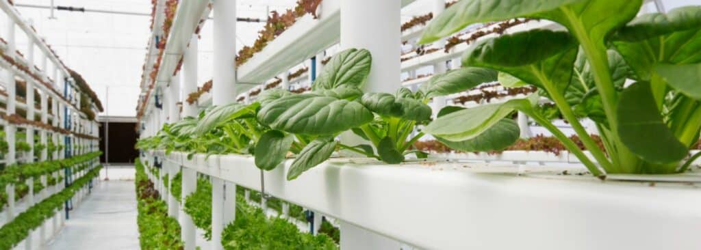 A vertical farm with rows of green edible plants in white shelving.